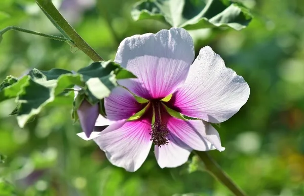color malva