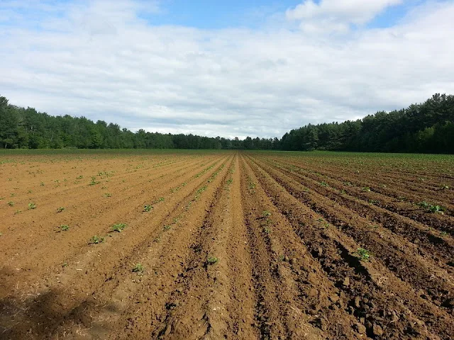 fasi lunari-luna-semina-raccotlo-agricoltura