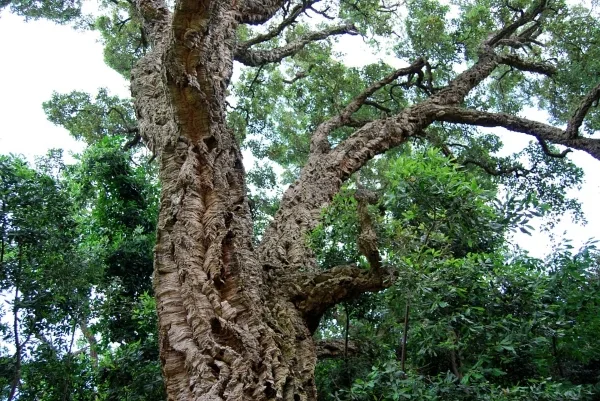 sughero-albero