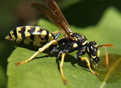 vespa muratrice