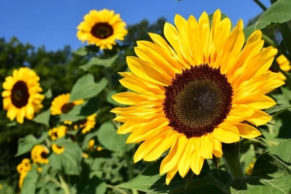 villa girasole